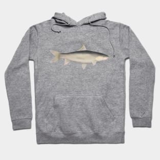 Small Scale Mud Carp Hoodie